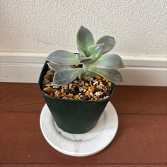 観葉植物　多肉植物の画像
