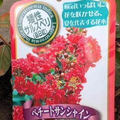 矮性サルスベリの苗(ペチートサンシャイン)の画像