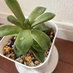 ハオルチア 観葉植物 多肉植物の画像