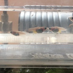 ダルマメダカ🐟成魚　12匹の画像