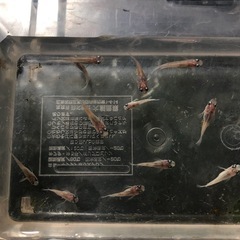 ダルマメダカ🐟成魚　12匹の画像