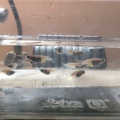 ダルマメダカ🐟成魚　12匹の画像