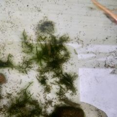 ミナミヌマエビ　10匹🦐の画像