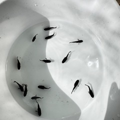 オロチダルマ〜ショートの画像