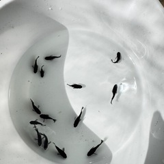 オロチダルマ〜ショートの画像