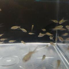 ☆鉄魚②  2.0-2.5cm前後 10匹 の画像