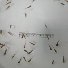 ☆鉄魚②  2.0-2.5cm前後 10匹 の画像