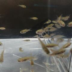 ☆鉄魚②  2.0-2.5cm前後 10匹 の画像