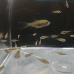 ☆鉄魚②  2.0-2.5cm前後 10匹 の画像