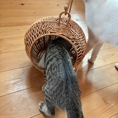猫ベッド ちぐら 子猫の画像