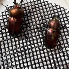 ニジイロクワガタ
の画像