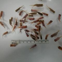 ☆琉金①  2.0-3.0cm前後 10匹 の画像