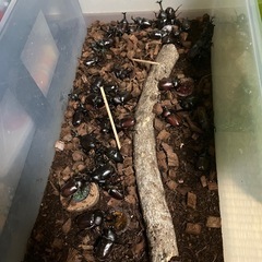カブトムシの画像