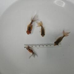 ☆東錦①  5.0-6.0cm前後 4匹 の画像