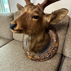 鹿の剥製
の画像