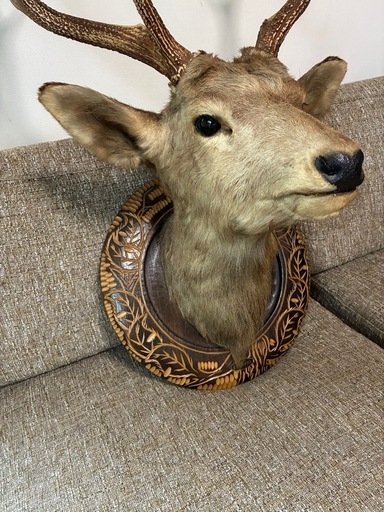鹿の剥製
