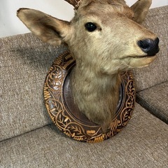 鹿の剥製
の画像