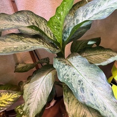 観葉植物　ディフェンバキア  ティキの画像