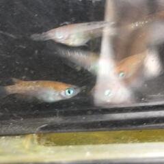 メダカ◯三色ラメ◯めだかの画像