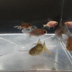 ☆東錦②  4.5-5.0cm前後 6匹 の画像