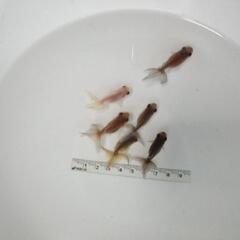 ☆東錦②  4.5-5.0cm前後 6匹 の画像