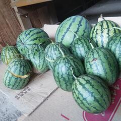 黄色小玉西瓜 常陸太田の画像