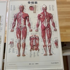骨格、骨格筋パネルの画像