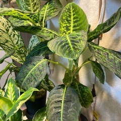 観葉植物　ディフェンバキア  リフレクターの画像