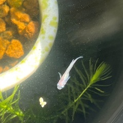ピュアホワイトメダカ成魚7匹の画像