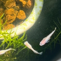 ピュアホワイトメダカ成魚7匹の画像