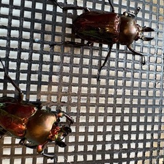 ニジイロクワガタの画像