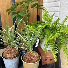長崎めだか祭り　　の画像