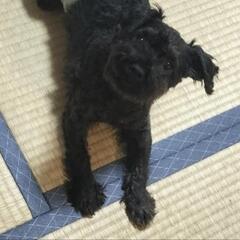 ヨープー急募❣️