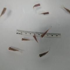 ☆寿恵廣錦②  2.5-3.0cm前後 10匹 の画像