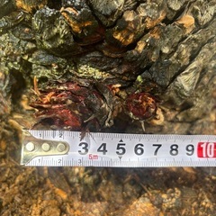鉢植えソテツの画像