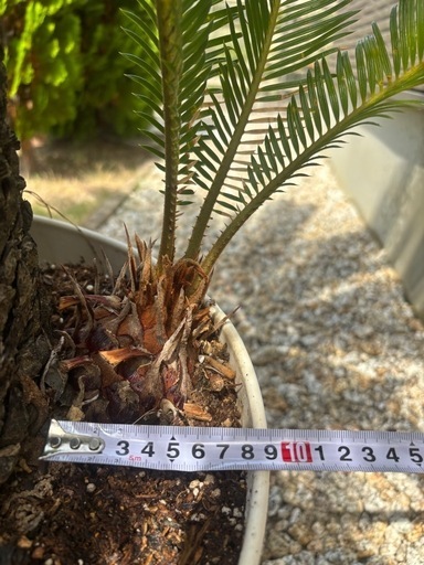 鉢植えソテツ