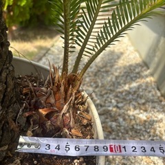 鉢植えソテツの画像