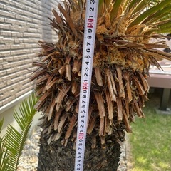 鉢植えソテツの画像