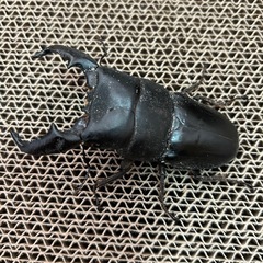 スマトラオオヒラタ（アチェ）成虫ペアの画像