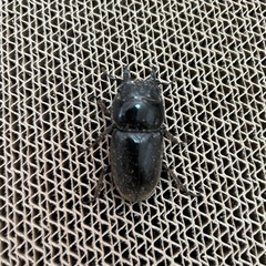 スマトラオオヒラタ（アチェ）成虫ペアの画像