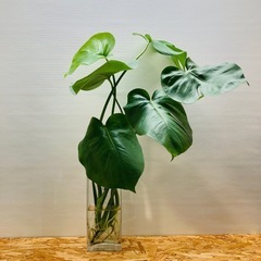 🌿 モンステラ 🌿小さ過ぎず大き過ぎず「丁度良いサイズ」　茎長約55〜cm位 観葉植物  の画像