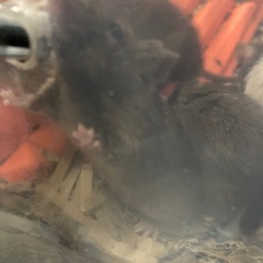 ハツカネズミ30匹全メス