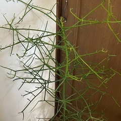 植物🪴ミルクブッシュ💰金運ですっての画像