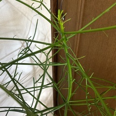 植物🪴ミルクブッシュ💰金運ですっての画像