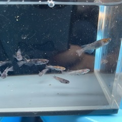 メダカ　和墨３色　20匹ほどの画像