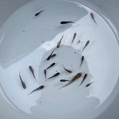 メダカ　和墨３色　20匹ほどの画像