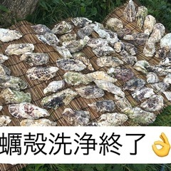 宇都宮カワチ薬品上三川インターパーク店　メダカ　グラディオ　紅帝ショートボディ今季ラスト！の画像