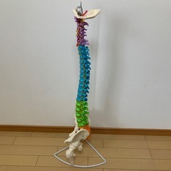 脊柱模型の画像