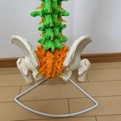脊柱模型の画像