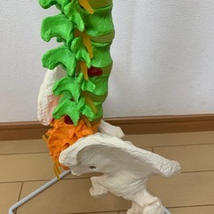 脊柱模型の画像